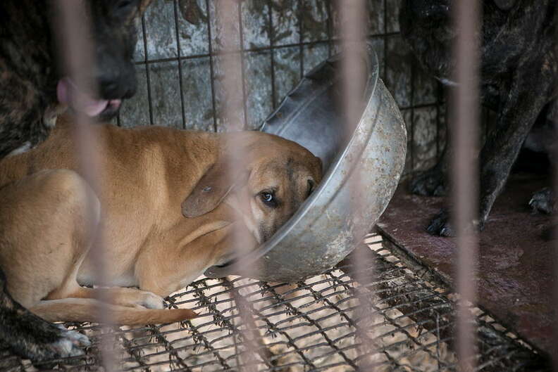 Dog Rescued From Meat Farm Gets Her Very First Bed - The Dodo