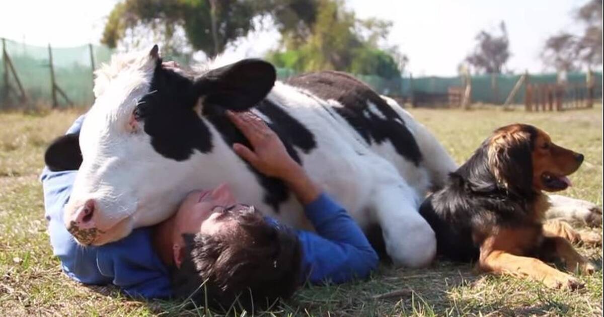 Lucky Bull Can't Get Enough Snuggles From His Unlikely Friends - The Dodo