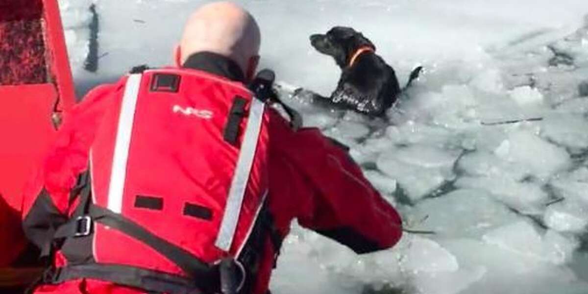 Animal Rescue Ice Dog Waited Alone On Ice For 5 Days Before Rescuers Arrived - The Dodo