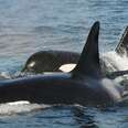Grandma Orcas Are The Wisest Of Them All, And We're Not Surprised