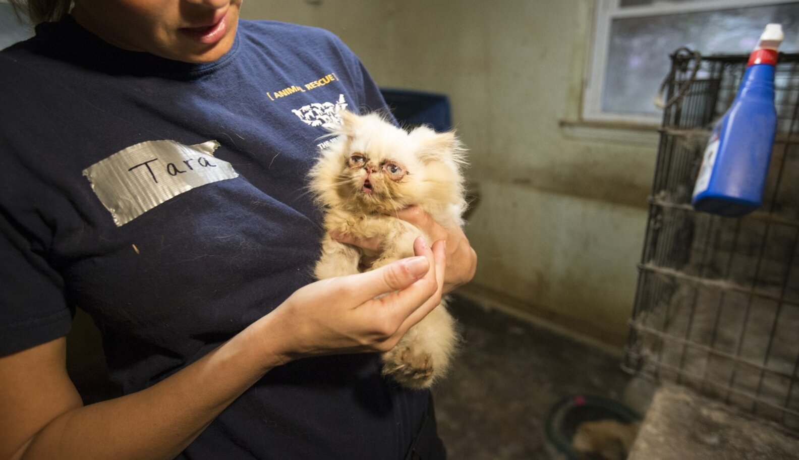 A Major Rescue Helps Take Puppy Mills Offline The Dodo