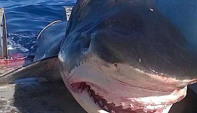 Giant Shark Photos Are Freaking People Out For All The Wrong