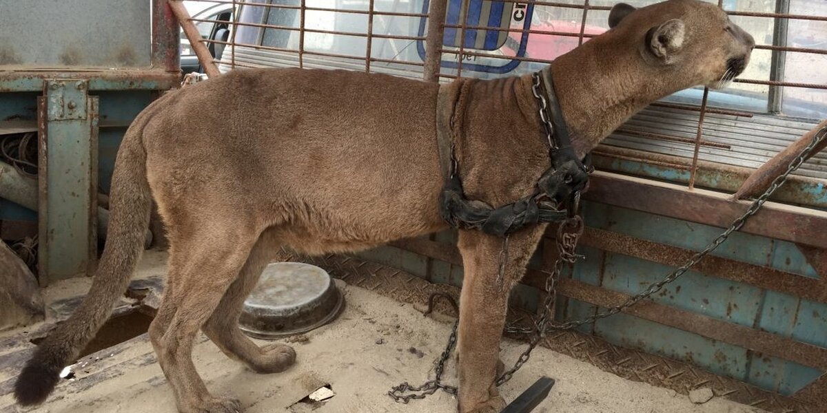 Circus Cat Chained To Truck For 20 Years Takes First Steps To Freedom - The Dodo