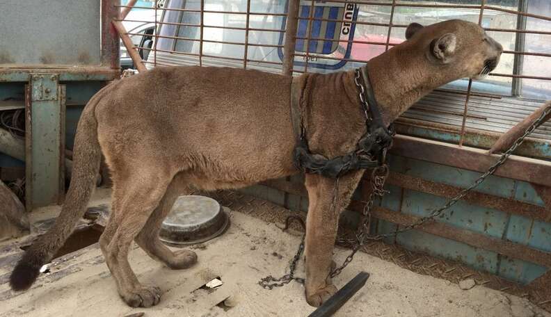 Circus Cat Chained To Truck For 20 Years Takes First Steps To Freedom - The  Dodo