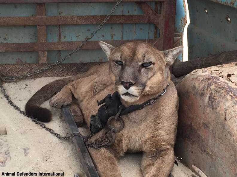 Fierce!! Even Comerica's kitty becomes a terrifying lion to