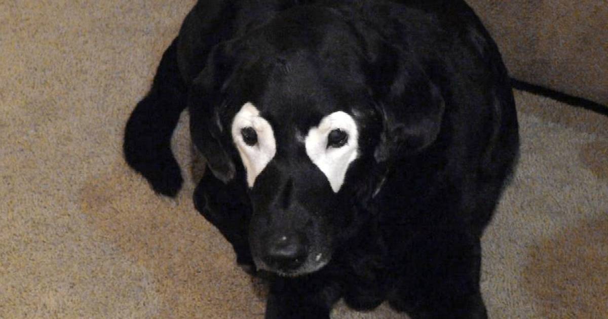 Dogs with best sale black eyes