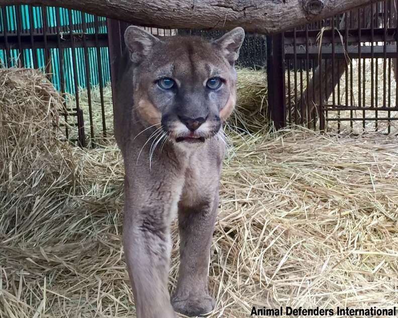 Circus Cat Chained To Truck For 20 Years Takes First Steps To Freedom - The  Dodo