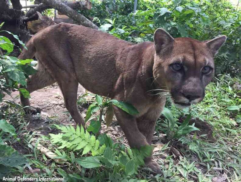 Circus Cat Chained To Truck For 20 Years Takes First Steps To Freedom - The Dodo