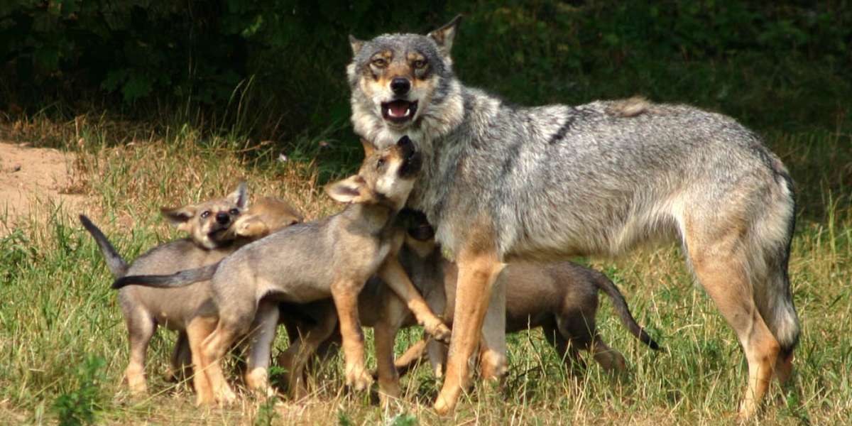 killing-wolves-to-protect-farm-animals-backfires-the-dodo