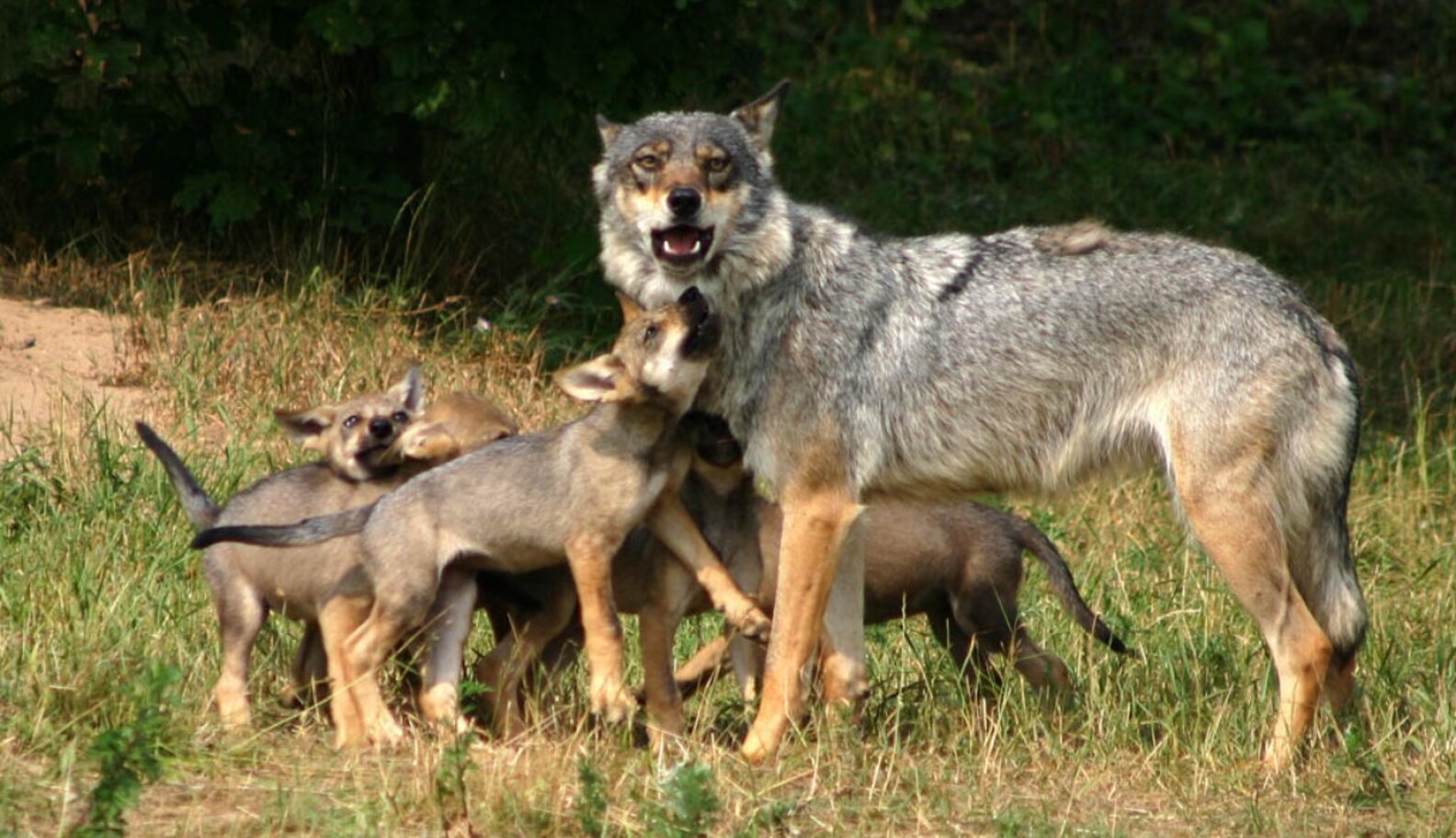Killing Wolves To Protect Farm Animals Backfires - The Dodo