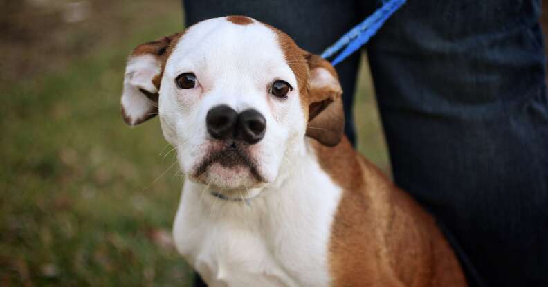 Dog With 'Two Noses' Just Wants A Family Who Loves Him - The Dodo