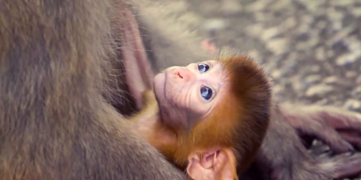 Baby Monkey Tries To Hang On To His Mom The Dodo