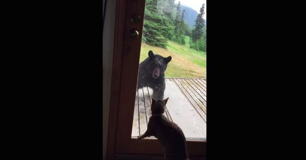 Brave Cat Scares Off Huge Black Bear To Protect Her Family The Dodo