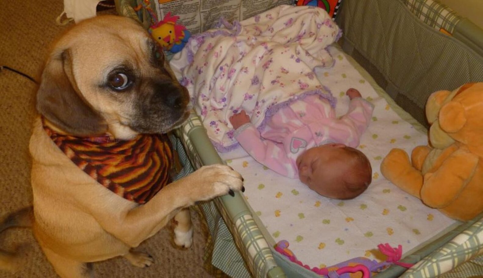 29 Dogs Falling In Love With The New Baby - The Dodo
