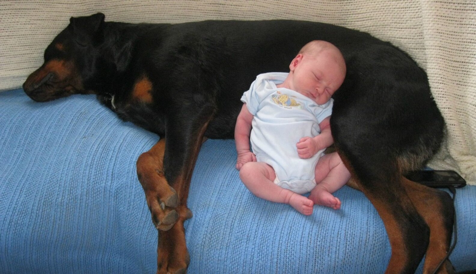 29 Dogs Falling In Love With The New Baby - The Dodo