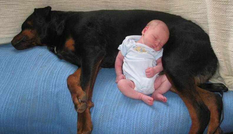 is it good to have dogs around babies