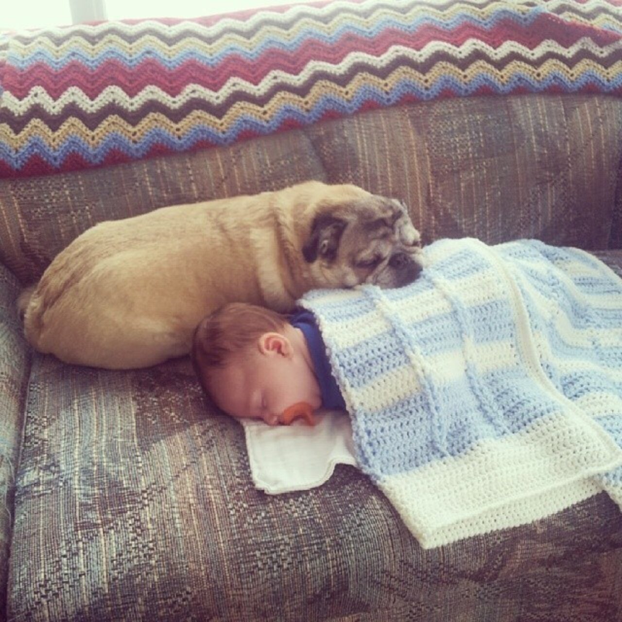 29 Dogs Falling In Love With The New Baby - The Dodo