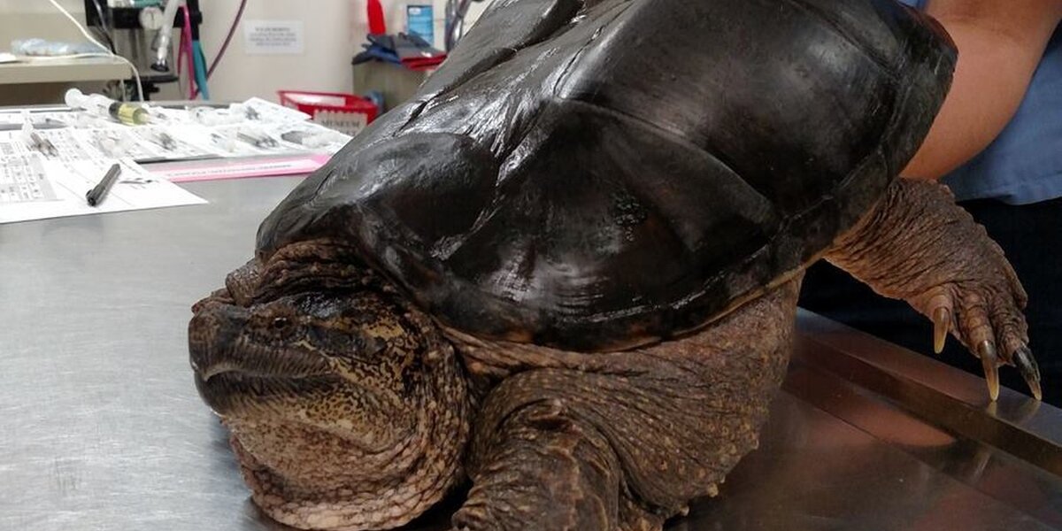 Turtle With Deformed Shell Has Very Important Doctor Visit - The Dodo