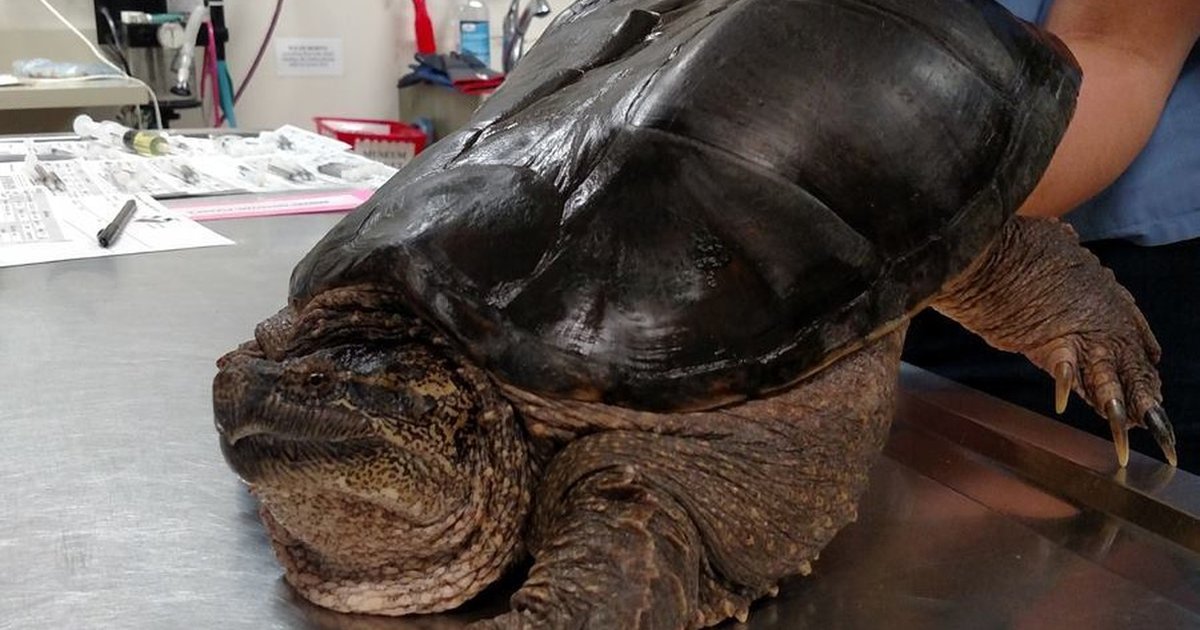 Turtle With Deformed Shell Has Very Important Doctor Visit - The Dodo