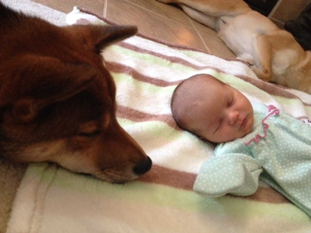 29 Dogs Falling In Love With The New Baby - The Dodo