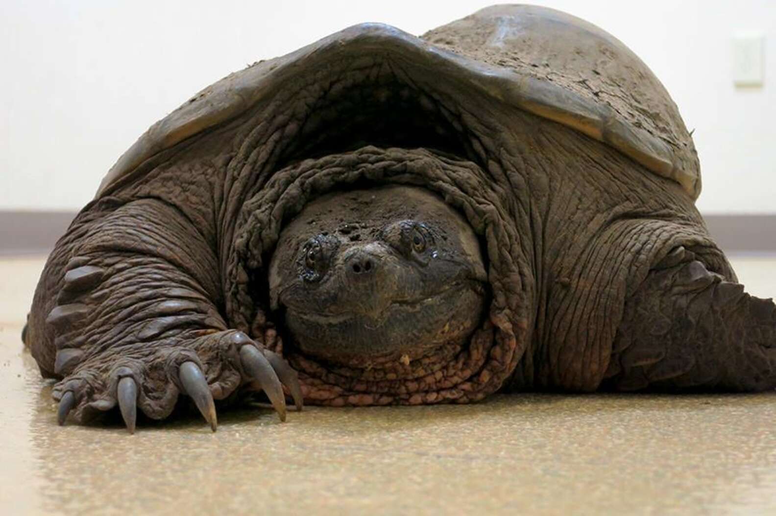 Turtle With Deformed Shell Has Very Important Doctor Visit - The Dodo