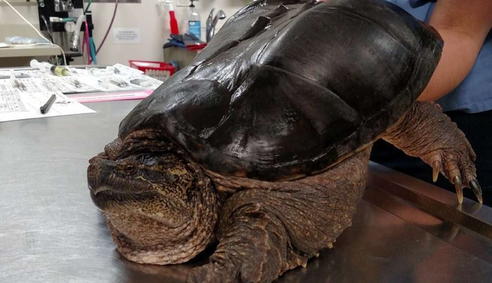 Turtle Neglect Shell Turtle With Deformed Shell Has Very Important Doctor Visit - The Dodo