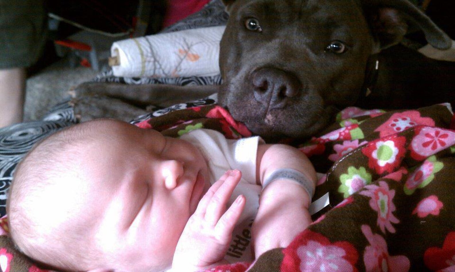 29 Dogs Falling In Love With The New Baby - The Dodo