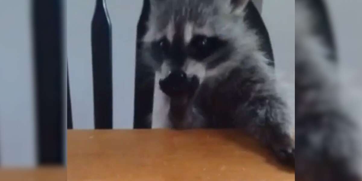 Orphaned Raccoon Finds New Family, Then Returns Home To The Wild - The Dodo