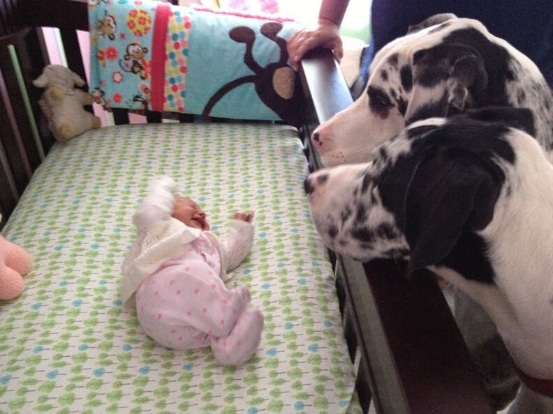 Dog Meets Baby