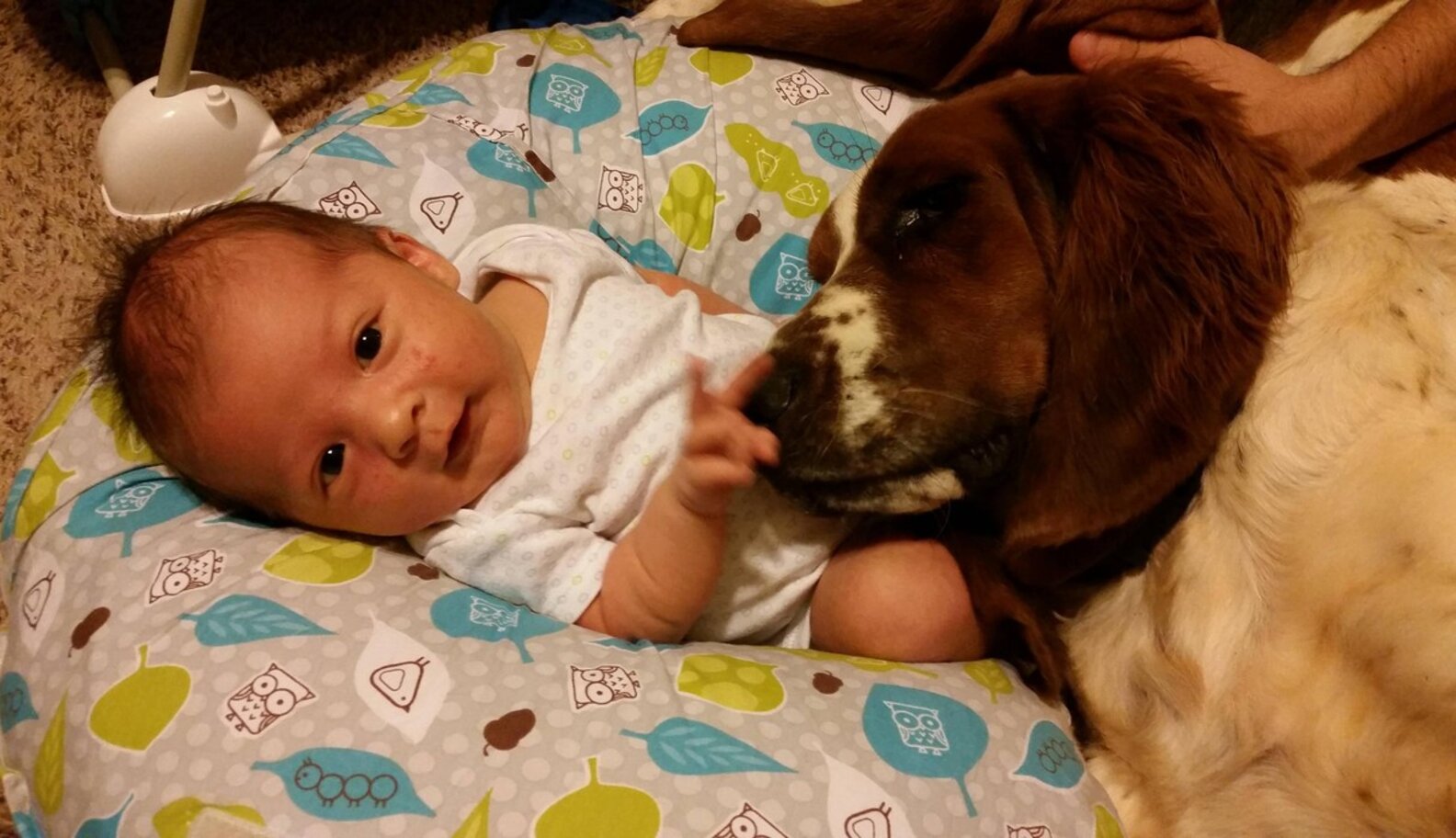 29 Dogs Falling In Love With The New Baby - The Dodo