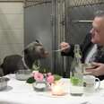 Veterinarian Loves To Eat Dinner With His Favorite Dog