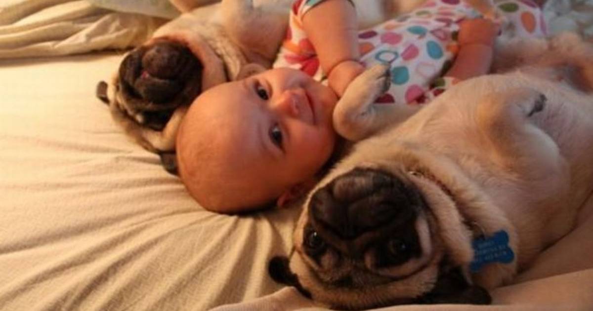 pictures of cute baby pugs