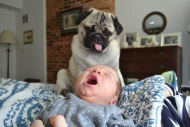 9 Pictures That Prove Babies And Pugs Are An Absurdly Adorable Combination The Dodo