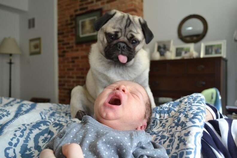 Pug hot sale with baby