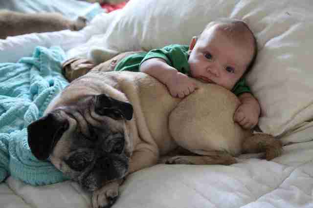 9 Pictures That Prove Babies And Pugs Are An Absurdly Adorable Combi