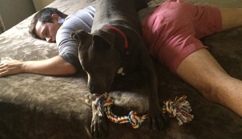 Pit Bull Blinded By Abuse Finally Finds Family Who Loves Him - The Dodo