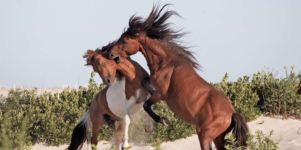 What We Can Learn From Loving Wild Horses - The Dodo