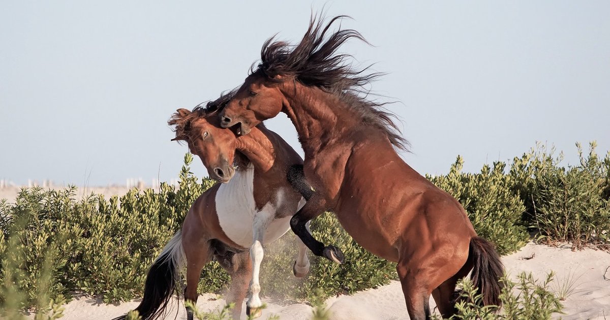 What We Can Learn From Loving Wild Horses The Dodo