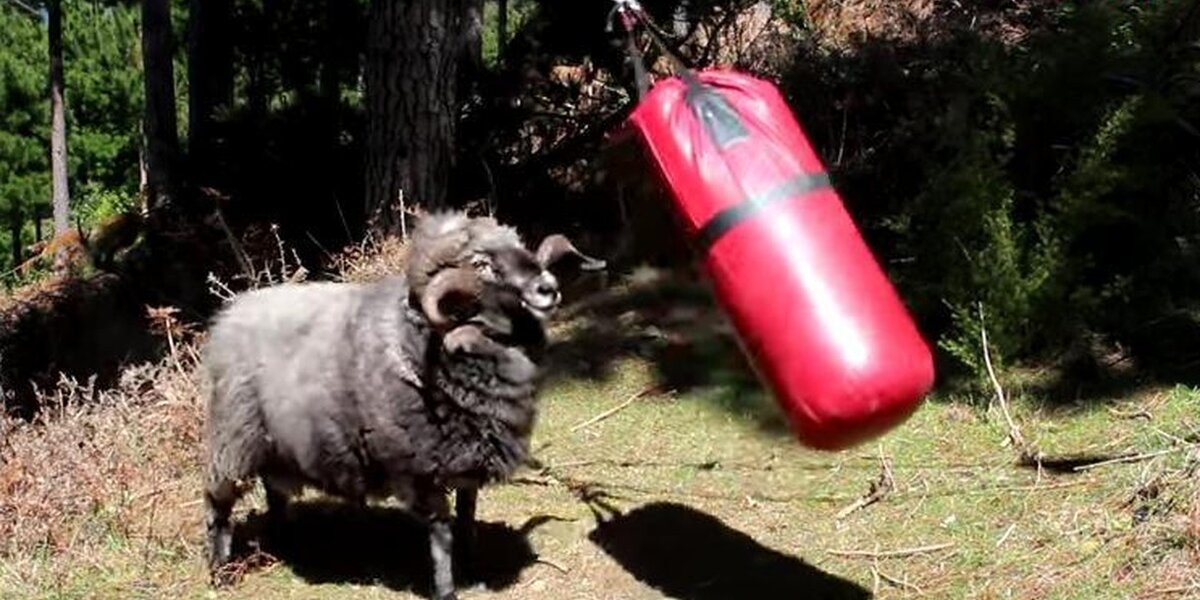 Ram Is Determined To Show Punching Bag Who's BOSS - The Dodo