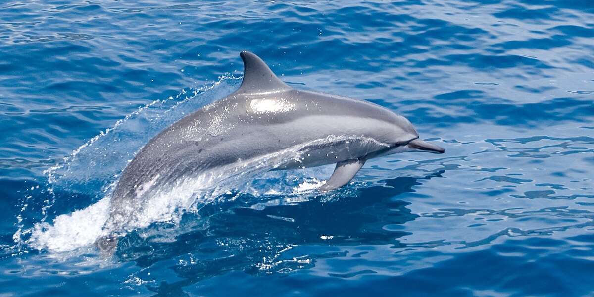 Dolphin Speak: Did A Dolphin Really Say 