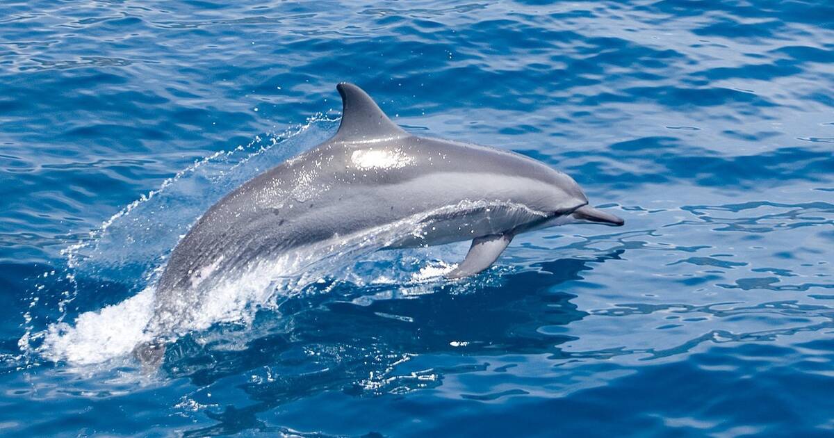 Playing seaweed tag with Wild Dolphins