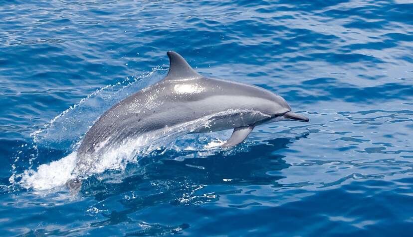 Dolphins can identify their friends by taste, study shows for the