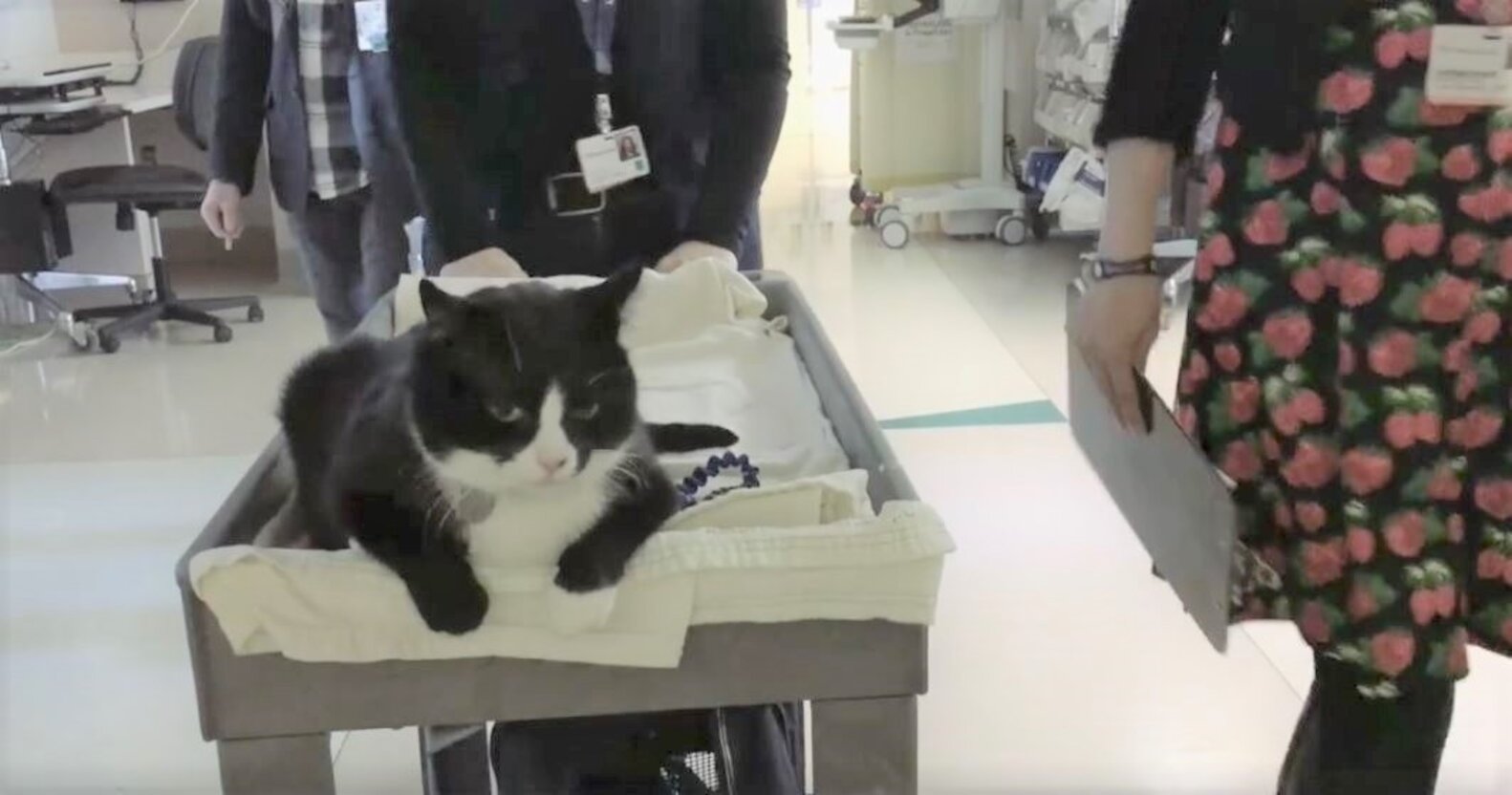 Rescue Cat Visits Hospital To Help All The Patients Feel Safe The Dodo