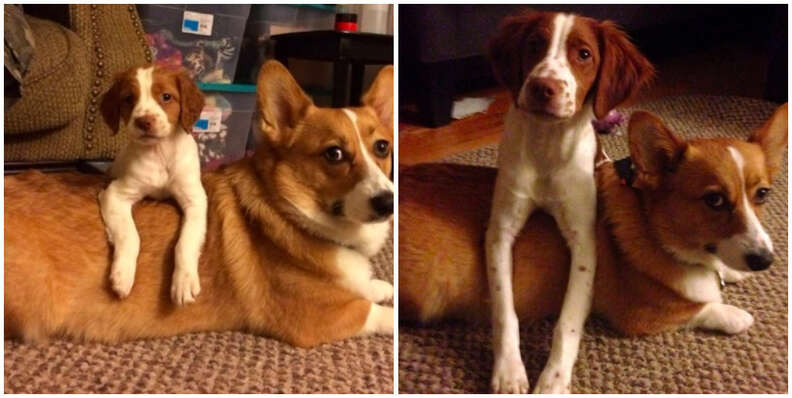 4 month old puppies deals