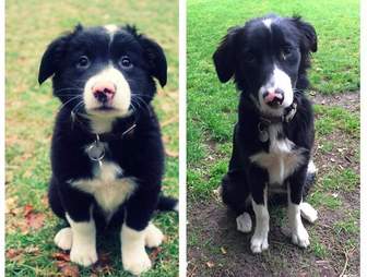 Puppies 1 Month Apart