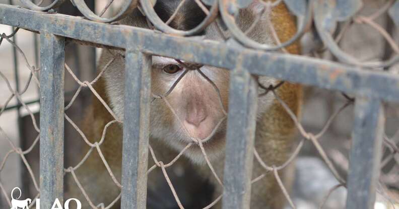 A Family Kept This Monkey Caged In Their Yard For 12 Years - The Dodo