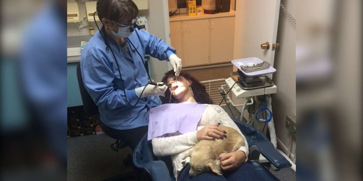 Senior Dog With No Teeth Becomes The Best Dental Therapy Dog - The Dodo