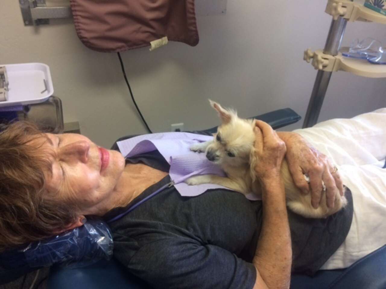 Senior Dog With No Teeth The Best Dental Therapy Dog The Dodo