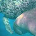 Manatee And Sea Turtle Love Swimming Together