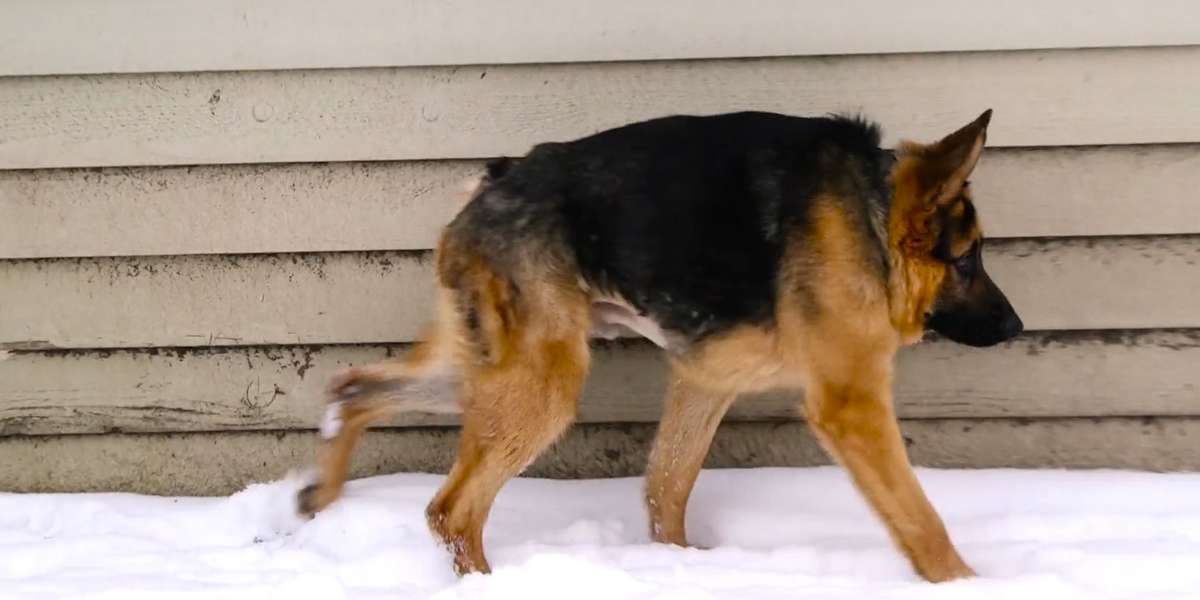 German Shepherd With Short Spine Syndrome Just Wants Love Videos
